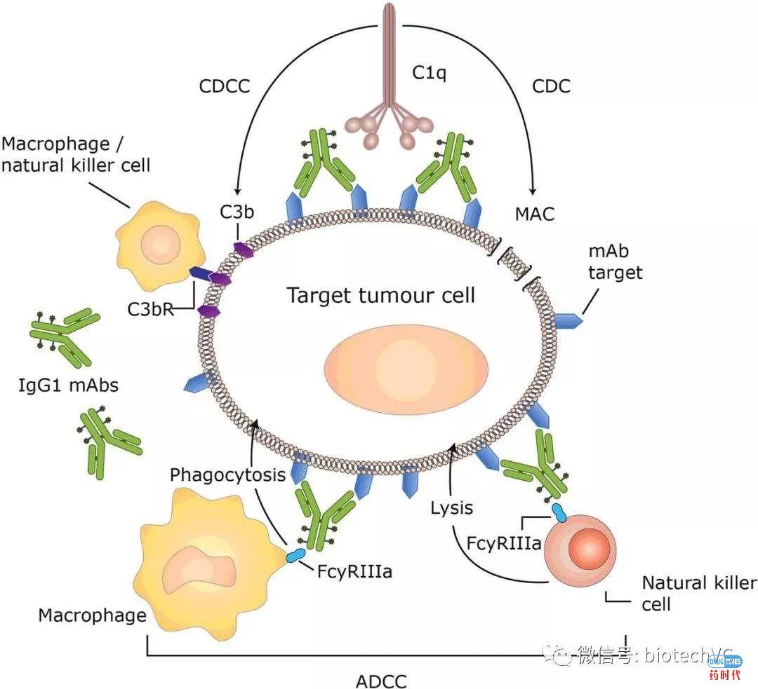 点击查看源网页 治疗性抗体药物的思考(下)