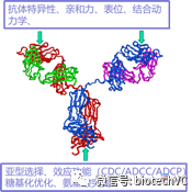 治疗性抗体药物的思考(上)