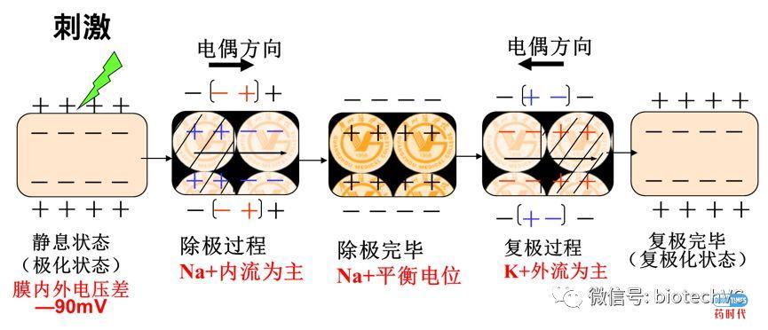 hERG IC50，孰好孰坏？