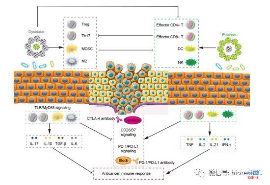 肿瘤免疫及其组合疗法,治愈癌症的希望?
