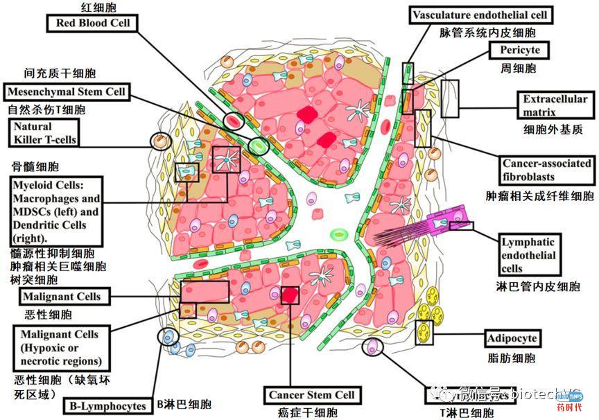 肿瘤免疫及其组合疗法,治愈癌症的希望?