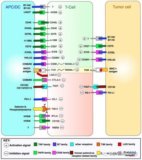 肿瘤免疫及其组合疗法,治愈癌症的希望?