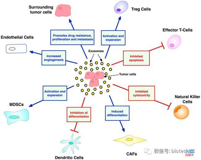 肿瘤免疫及其组合疗法,治愈癌症的希望?