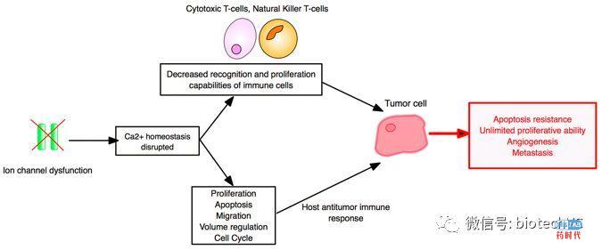 肿瘤免疫及其组合疗法,治愈癌症的希望?