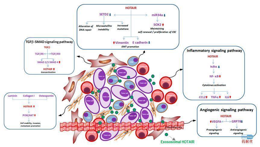 癌症复发转移的原因对癌症药物研发及治疗策略的启示