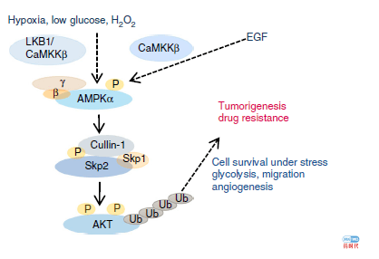 癌症复发转移的原因对癌症药物研发及治疗策略的启示