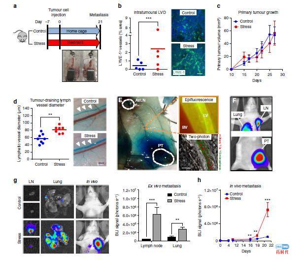 癌症复发转移的原因对癌症药物研发及治疗策略的启示