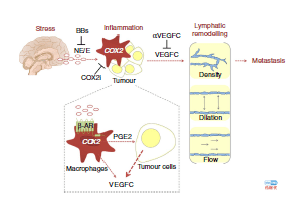 癌症复发转移的原因对癌症药物研发及治疗策略的启示