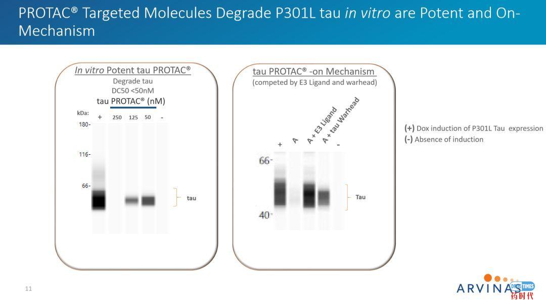 PROTAC技术挑战tau蛋白病