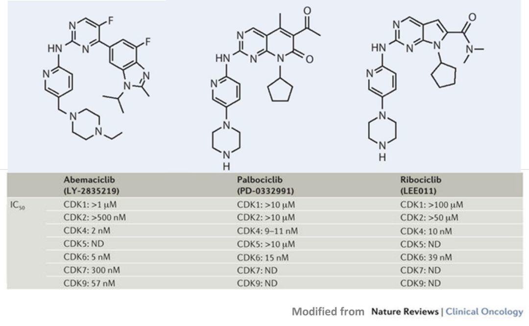 CDK抑制剂：从试验台到病榻旁，明天是否更辉煌？