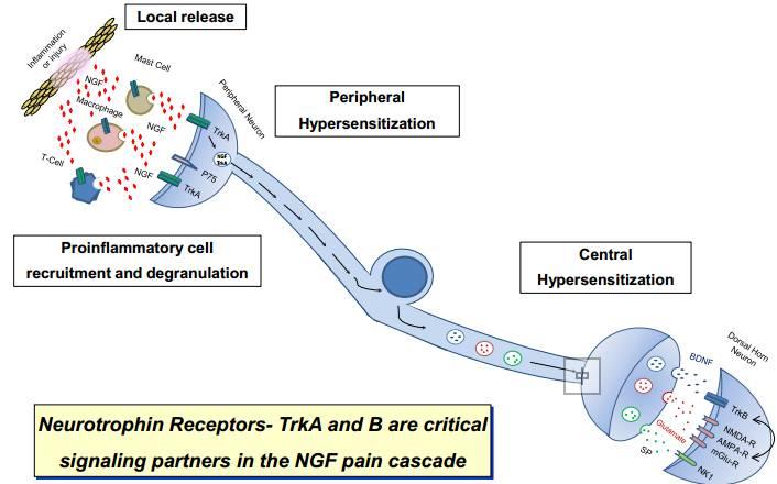 非阿片类镇痛潜力靶点：从CIPA发现的NGF-TRKA通路