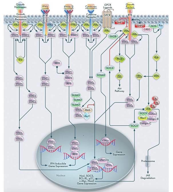 JAK-STAT 信号通路靶向药物浅析