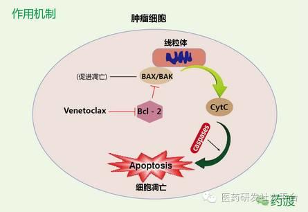 【重磅原创】艾伯维与罗氏联合开发的靶向药Venetoclax究竟好在哪？浅议Bcl-2靶向药Venetoclax的潜在优越性