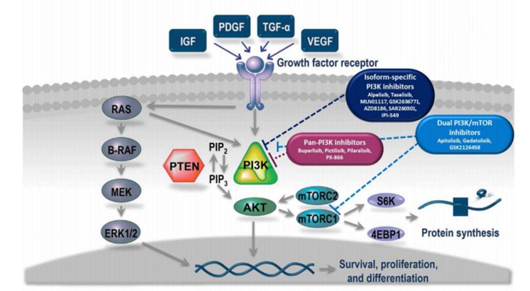 靶向PI3K最新进展浅析——还有翻身仗可打吗？