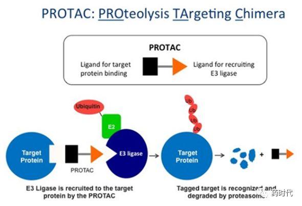 冉冉新星，药企新宠！—— PROTAC靶向蛋白降解技术浅析