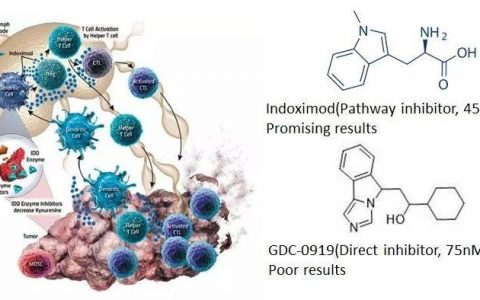 呼唤科学：理性看待IDO抑制剂受挫