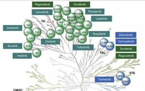 FDA 批准的38个激酶小分子抑制剂汇总分类、耐药机制及研发新动向