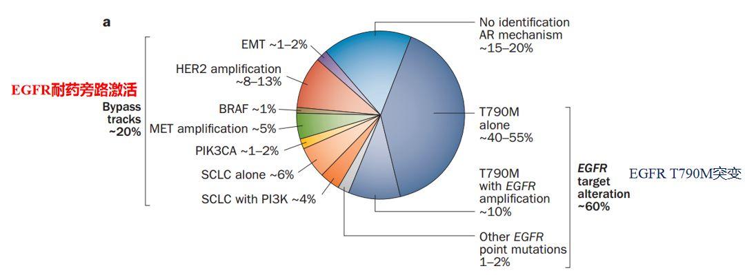 非小细胞肺癌(NSCLC)靶向药物系列 | EGFR抑制剂