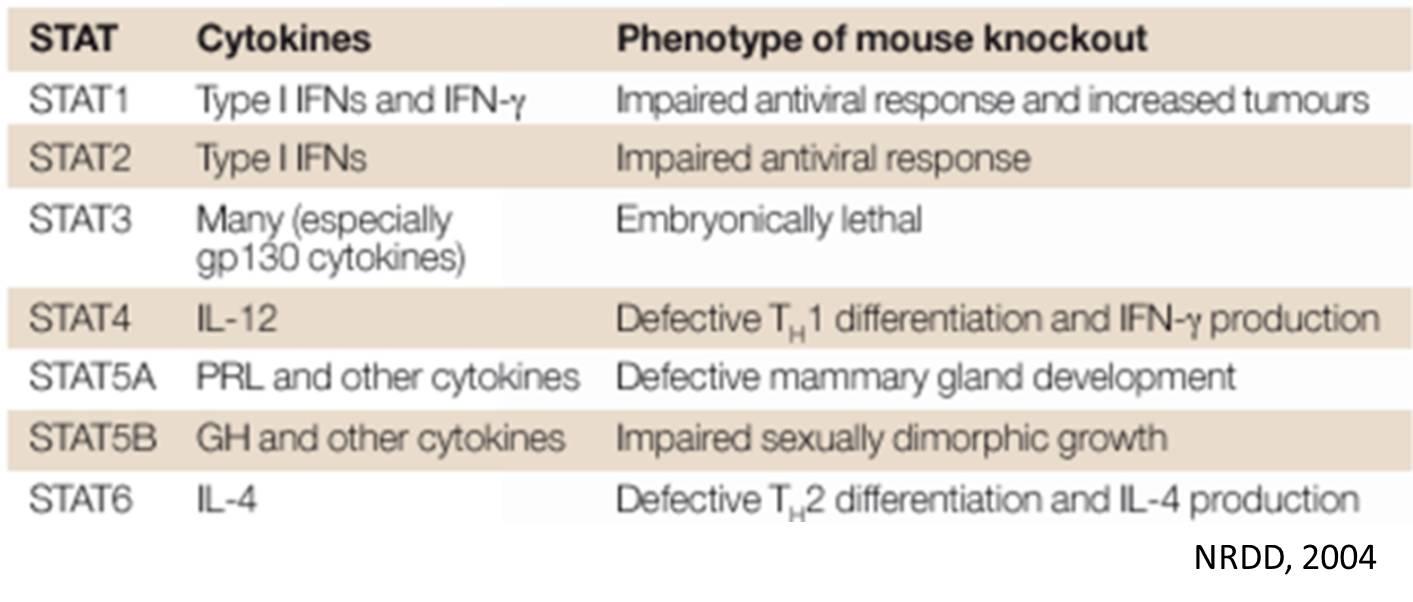 JAK-STAT 信号通路靶向药物浅析