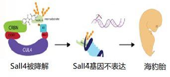 新药火热的今天，回顾史上最大医学灾难