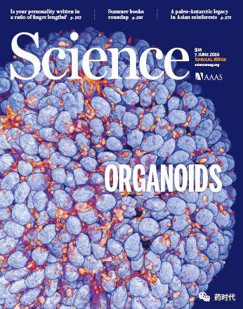 既生PDX，何生PDO(organoids)？试看登上《科学》封面的类器官如何助力新药研发！
