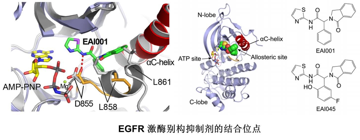 激酶别构抑制剂，会带给我们惊喜吗？