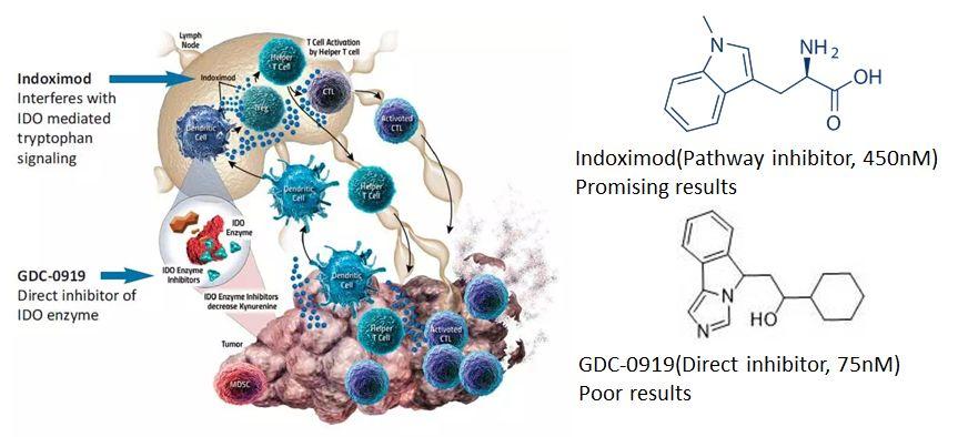 呼唤科学：理性看待IDO抑制剂受挫