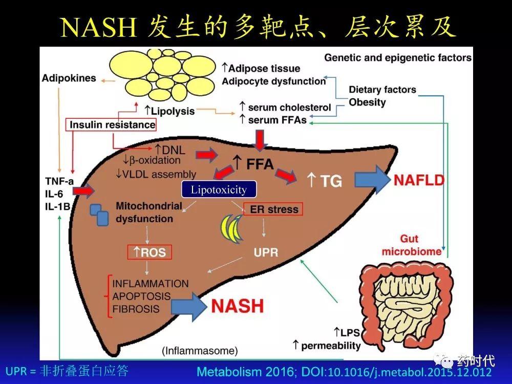 吴健教授 | NASH肝纤维的分子机制及干预靶点