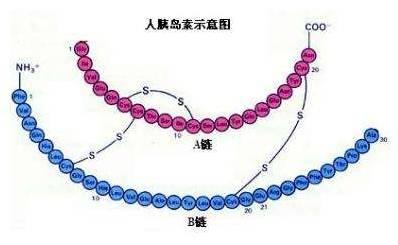 对口服胰岛素的追求！—— 路漫漫其修远兮，吾将上下而求索！