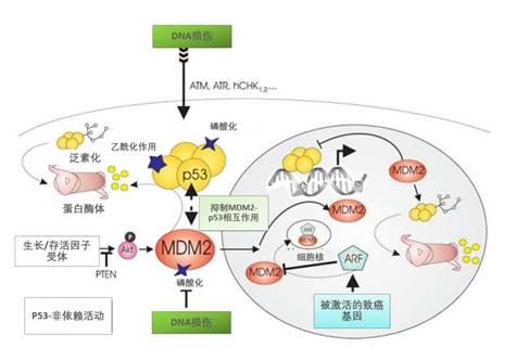 亚盛医药抗肿瘤1类新药MDM2-p53抑制剂APG-115获批进入中国临床 ，将填补国内空白
