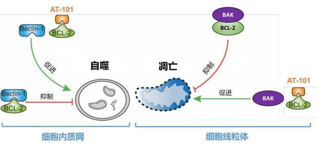 【重磅】亚盛医药成功布局细胞凋亡与自噬双通路的新药开发