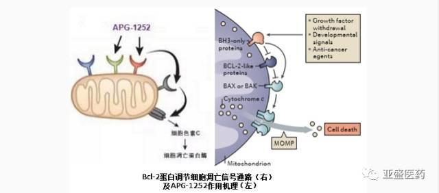 亚盛医药原创新靶点抗肿瘤药物Bcl-2/Bcl-XL抑制剂 APG-1252获CFDA临床批件