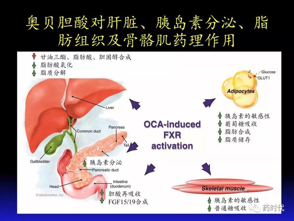 吴健教授 | NASH肝纤维的分子机制及干预靶点