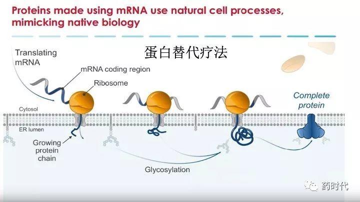 谢雨礼博士 ｜ RNA药物演讲PPT