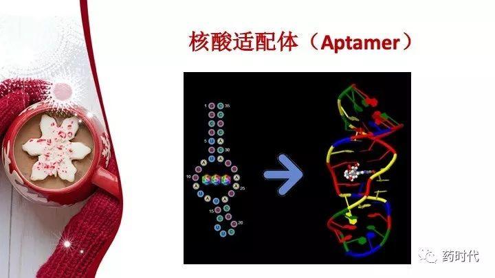 谢雨礼博士 ｜ RNA药物演讲PPT