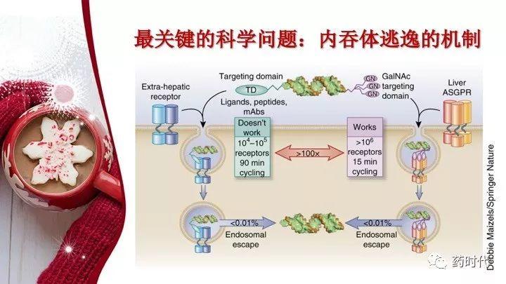 谢雨礼博士 ｜ RNA药物演讲PPT