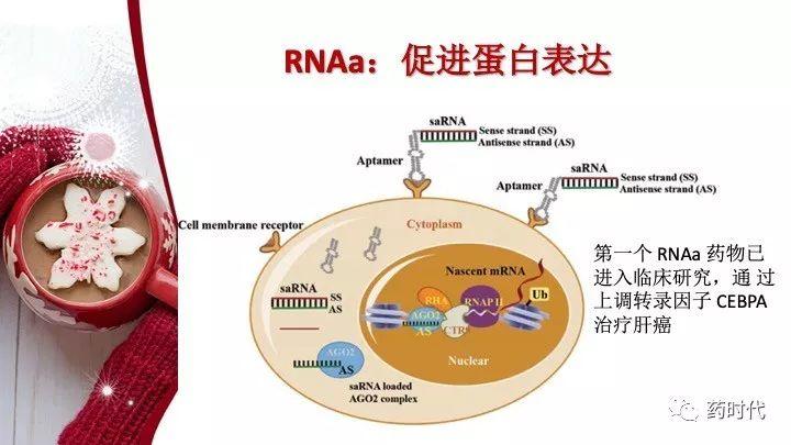 谢雨礼博士 ｜ RNA药物演讲PPT