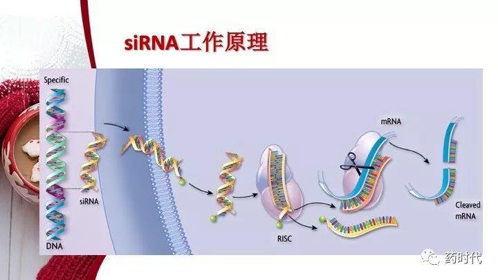 谢雨礼博士 ｜ RNA药物演讲PPT