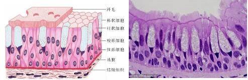 创芯构建Accuroid™呼吸道粘膜类器官 助力冠状病毒的研究