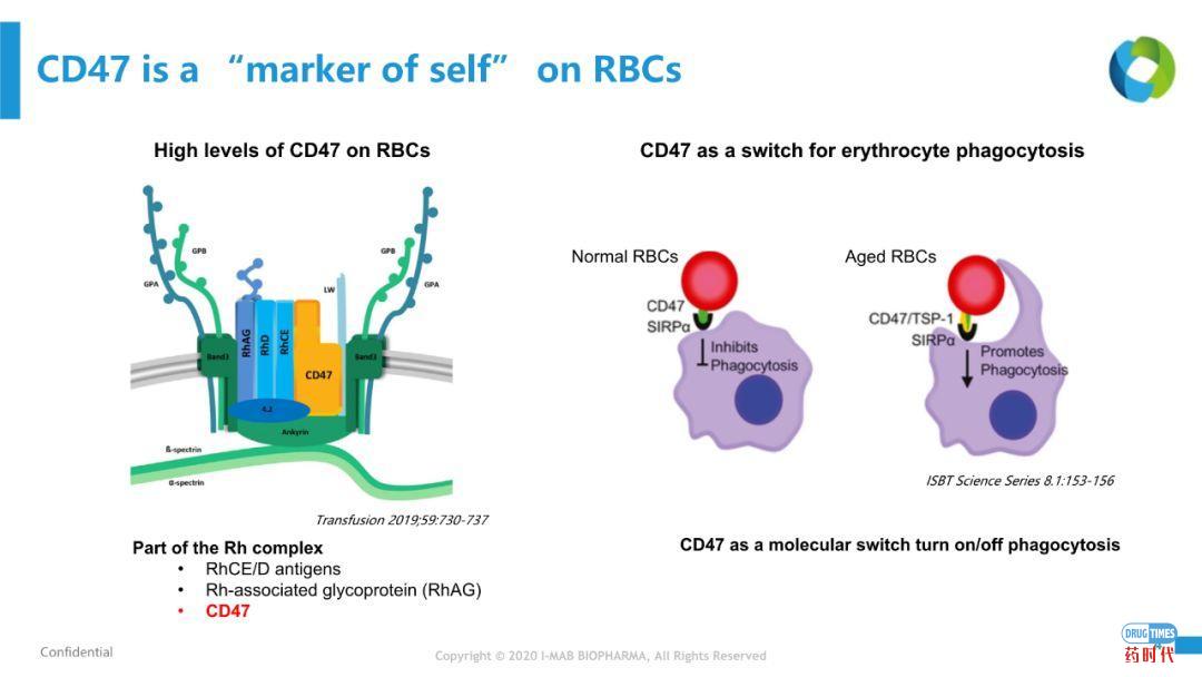 Cd47 Rbc PPT | 田文志博士、申华琼博士思南峰会CD47主题演讲资料 - 药时代DrugTimes