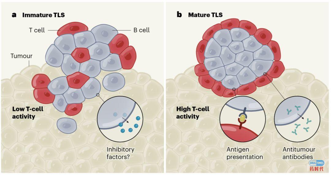 燃烧吧，小宇宙：Driver Antigen Engagement