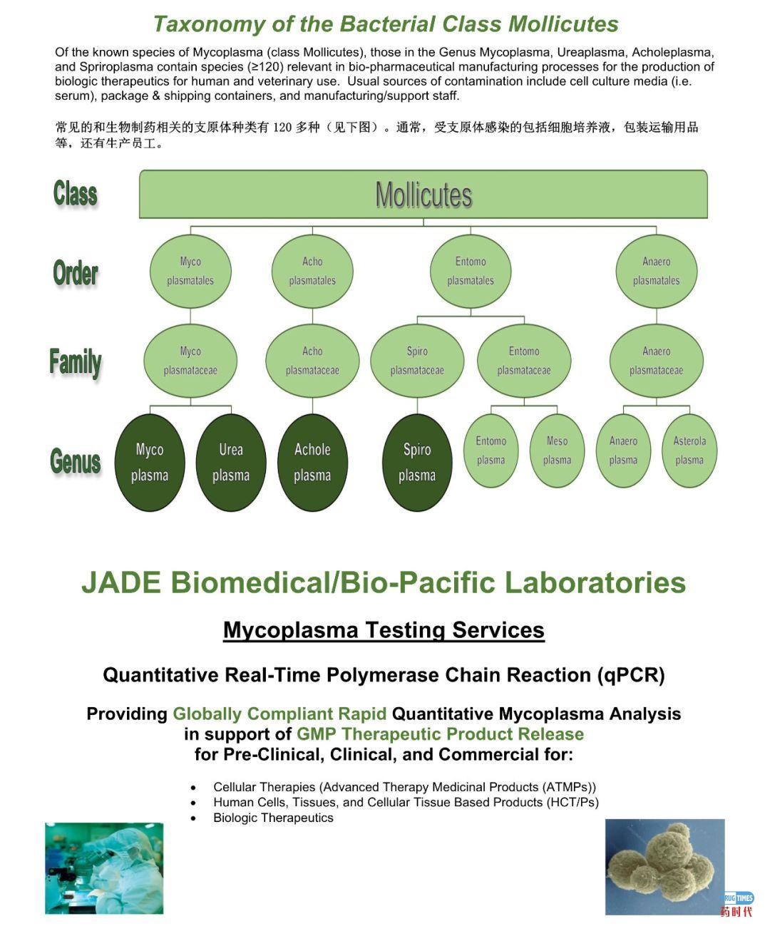立足中国,满足全球GMP法规的支原体检测