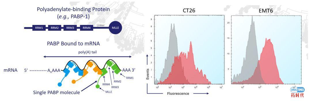 燃烧吧，小宇宙：Driver Antigen Engagement