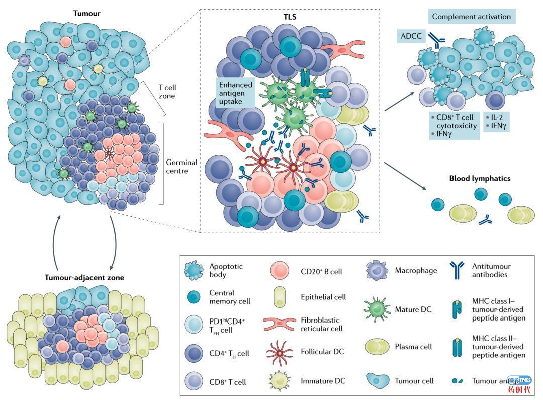 燃烧吧，小宇宙：Driver Antigen Engagement