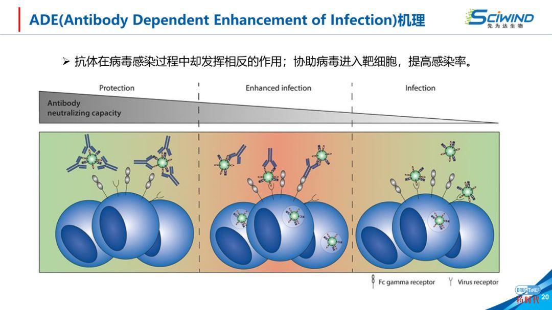 PPT下载 | 生物大分子药物在新冠肺炎治疗中的应用