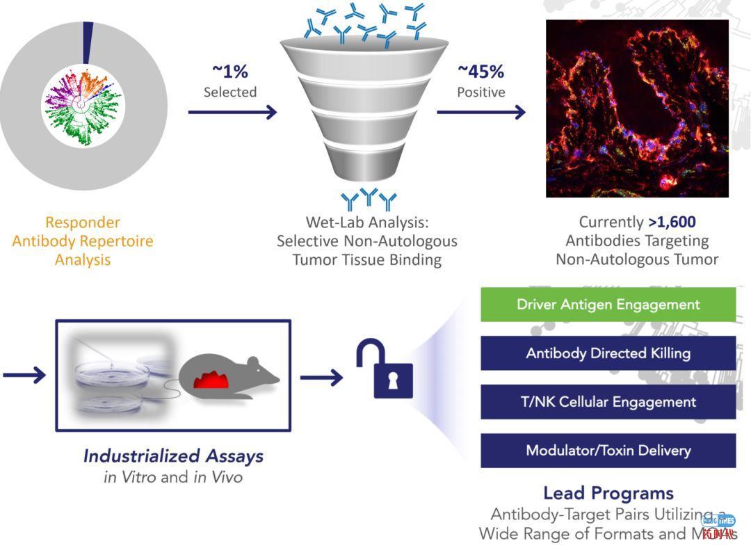 燃烧吧,小宇宙:Driver Antigen Engagement