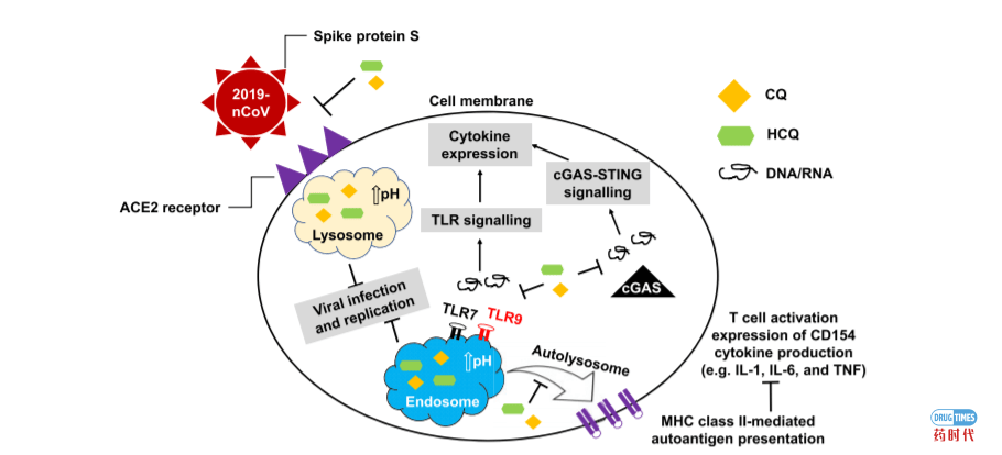 氯喹,一个经历数十年依旧潜力无穷的“老药”
