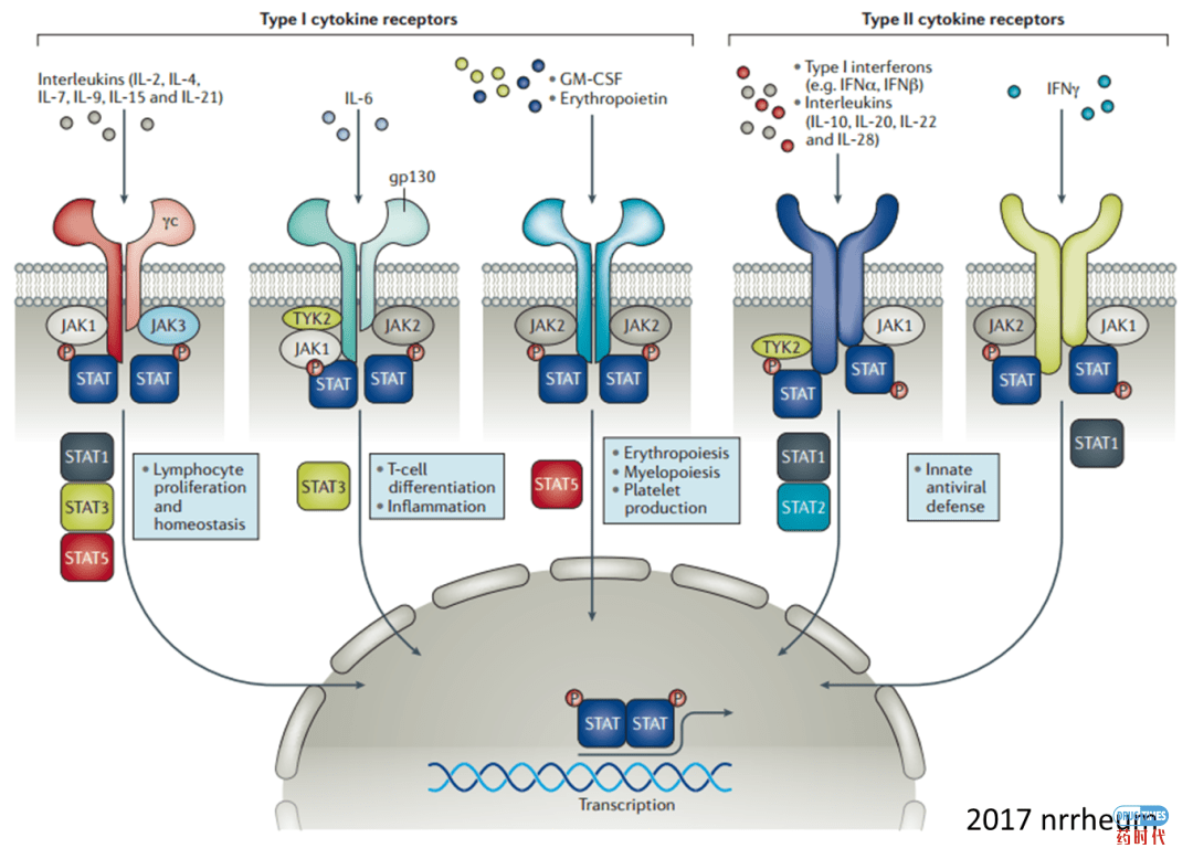 紫薯博士专栏 ｜ 靶向JAK-STAT信号通路在炎性和自身免疫及新冠肺炎治疗中的开发应用
