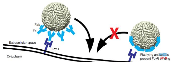 宝藏级物质：肠道微生物群