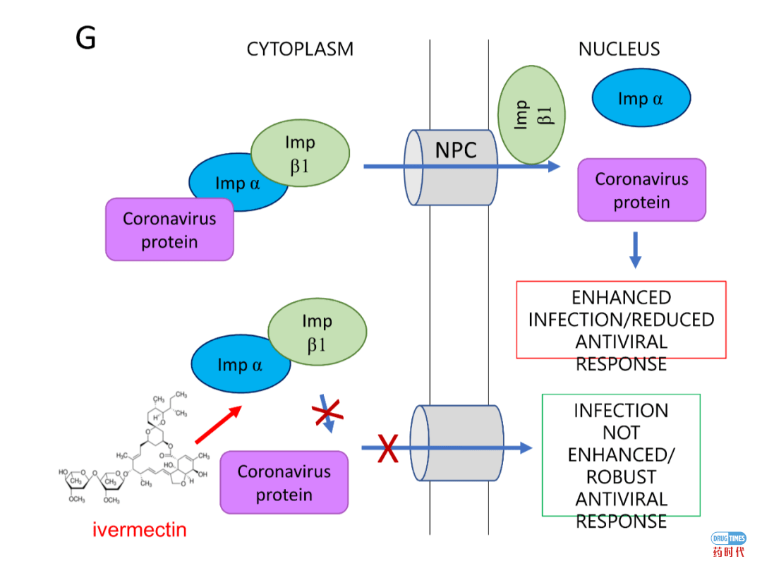 关注!FDA批准的抗寄生虫老药伊维菌素(Ivermectin)在体外抑制新冠病毒的复制